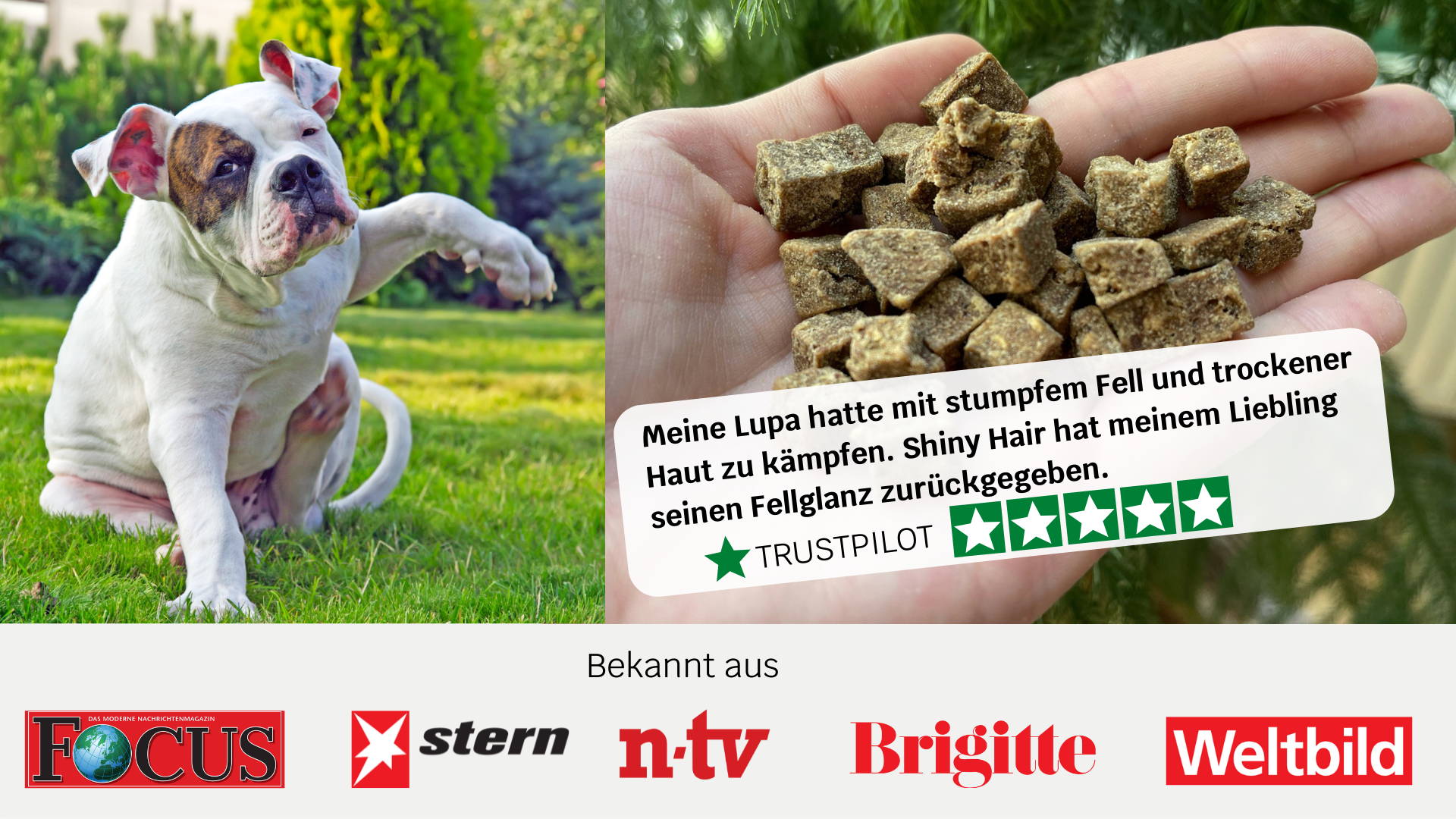 Was tun, wenn der Hund trockene Haut und Schuppen hat? mammaly